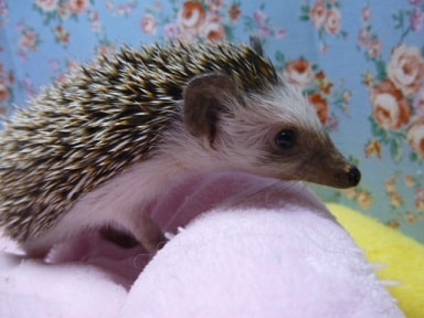 ハリネズミ（ヨツユビハリネズミ）