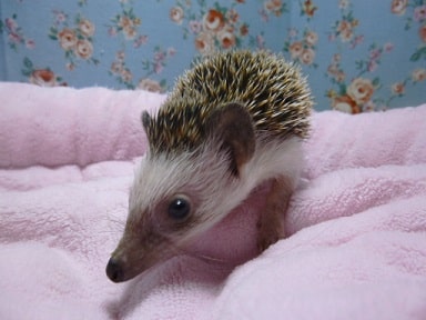 ハリネズミ（ヨツユビハリネズミ）