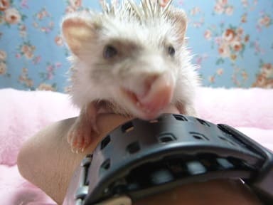 ハリネズミ（ヨツユビハリネズミ）