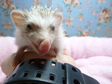 ハリネズミ（ヨツユビハリネズミ）