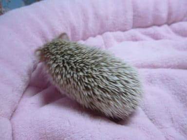 ハリネズミ（ヨツユビハリネズミ）