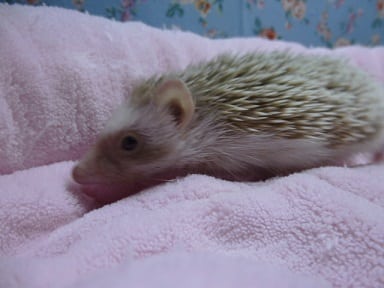 ハリネズミ（ヨツユビハリネズミ）