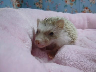 ハリネズミ（ヨツユビハリネズミ）