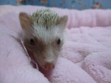 ハリネズミ（ヨツユビハリネズミ）