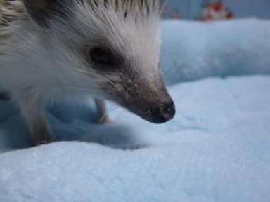 ハリネズミ（ヨツユビハリネズミ）