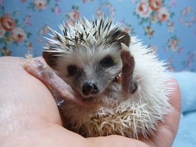 ハリネズミ（ヨツユビハリネズミ）