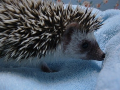 ハリネズミ（ヨツユビハリネズミ）