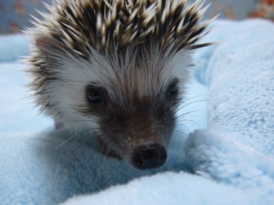 ハリネズミ（ヨツユビハリネズミ）