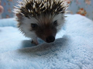 ハリネズミ（ヨツユビハリネズミ）