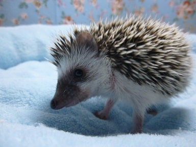 ハリネズミ（ヨツユビハリネズミ）