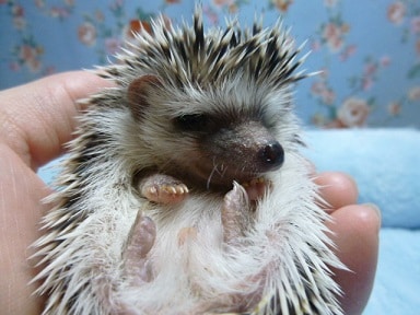 ハリネズミ（ヨツユビハリネズミ）