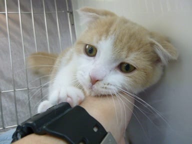 スコティッシュフォールド