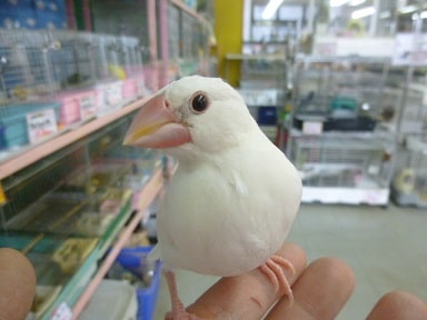 アルビノ文鳥