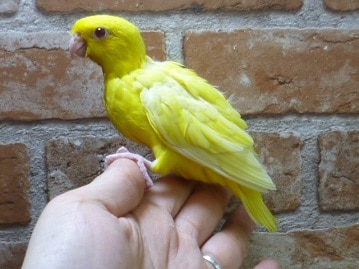 サザナミインコ