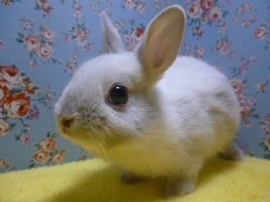 ネザーランドドワーフ