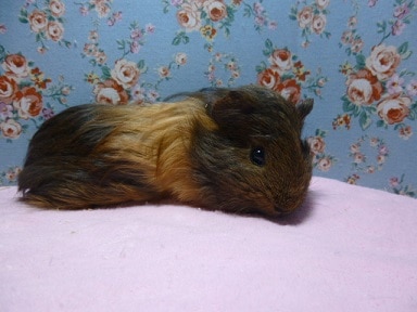 シェルティモルモット