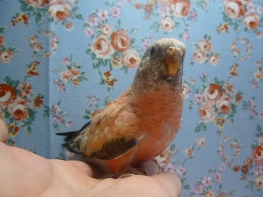 アキクサインコ（秋草インコ）