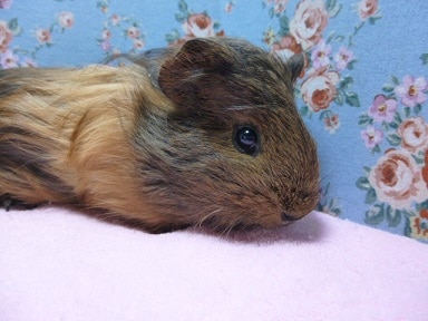 シェルティモルモット