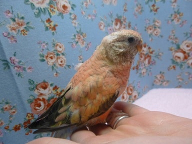 アキクサインコ（秋草インコ）