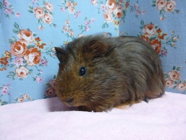 シェルティモルモット