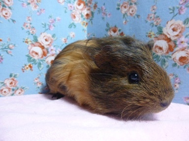 シェルティモルモット