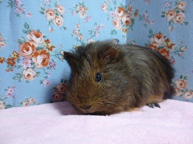 シェルティモルモット