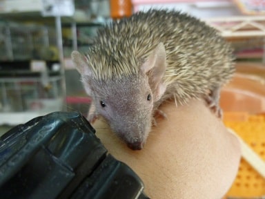 ヒメハリテンレック