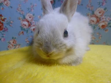 ネザーランドドワーフ