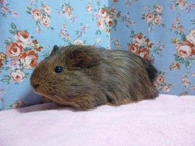 モルモット シェルティの女の子 シェルティモルモット