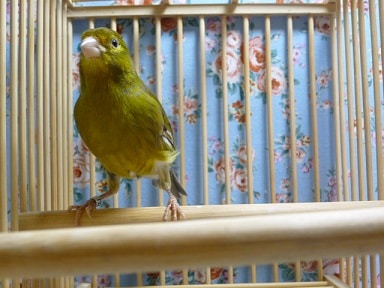 ローラーカナリア オス ローラーカナリア