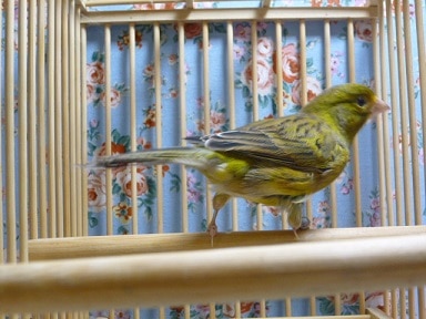 ローラーカナリア