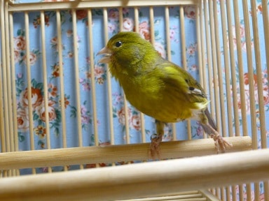 ローラーカナリア