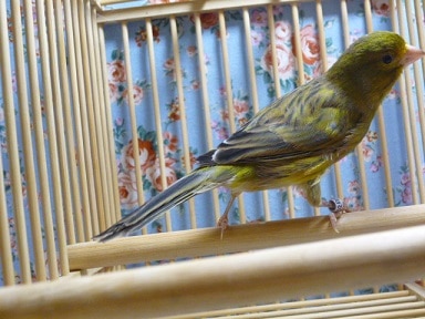 ローラーカナリア