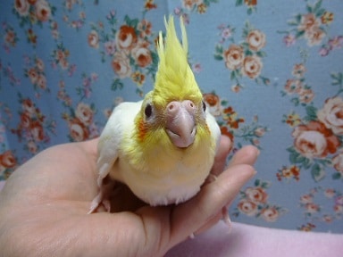 オカメインコ
