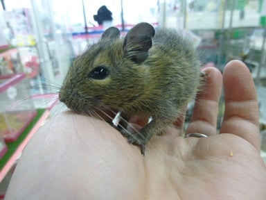 ノーマルデグー 男の子 デグー