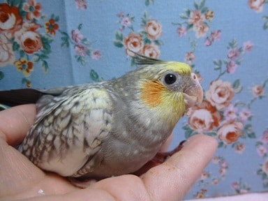 手乗りオカメインコ ヒナ パール オカメインコ