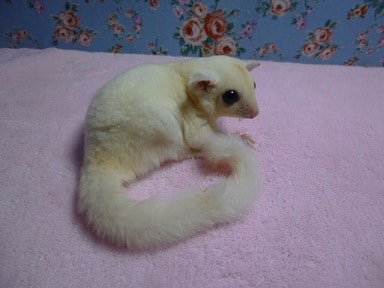 フクロモモンガ