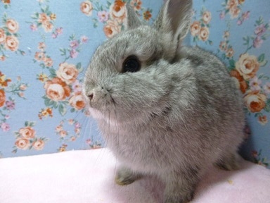 ドワーフラビット