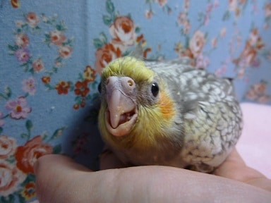 オカメインコ