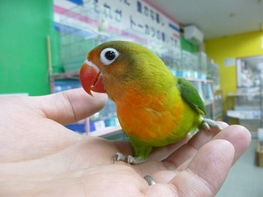 キエリボタンインコ