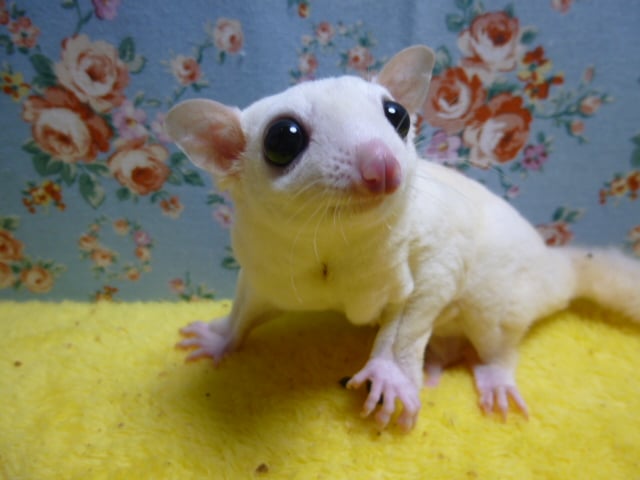 フクロモモンガ