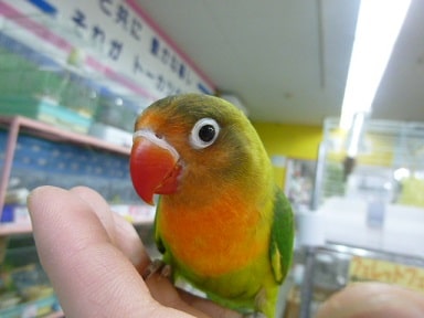 手乗りキエリボタンインコ キエリボタンインコ