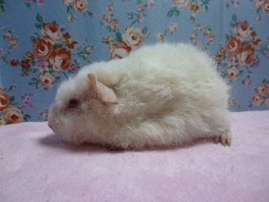 テディモルモット