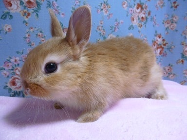 ミニウサギ