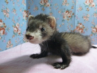 フェレット