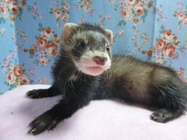 フェレット