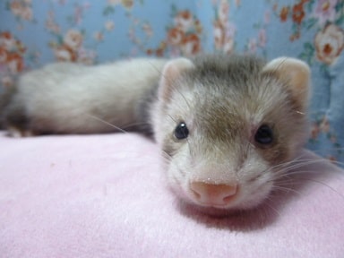 フェレット