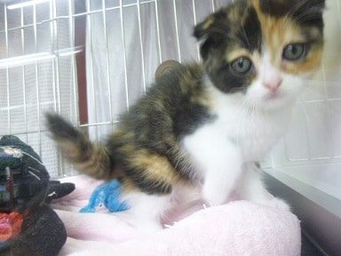 スコティッシュフォールド