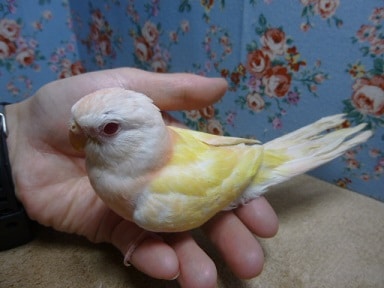 アキクサインコ（秋草インコ）