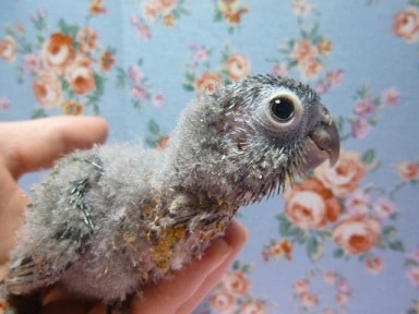 ウロコインコの仲間